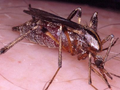 Κουνούπι «γίγας» προκαλεί τρόμο στις ΗΠΑ