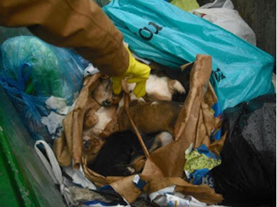 Θεσσαλονίκη: 9 νεκρά κουτάβια σε τσουβάλι