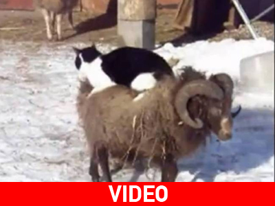 Η γάτα που “ιππεύει” κρυάρι