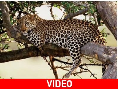 Λεοπάρδαλη υιοθετεί μπαμπουίνο