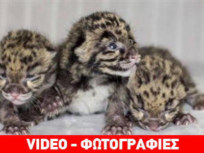 Γεννητούρια στο ζωολογικό του Nashville…