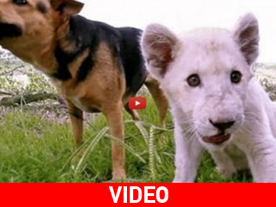 Ν. Ζηλανδία: Μια παράξενη φιλία… Ν. Ζηλανδία: Μια παράξενη φιλία…