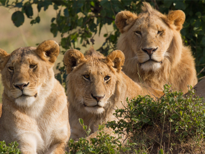 Με εξαφάνιση απειλείται το λιοντάρι