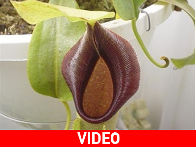 Το φυτό «ποντικοφάγος»