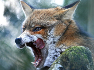 Εξαπλώνεται ο φόβος για τα κρούσματα λύσσας και στην Κρήτη