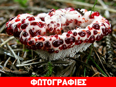 Το μανιτάρι που «αιμορραγεί»