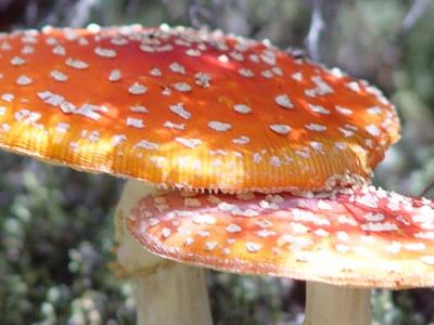 Διεκόπη η χρήση «μαγικών μανιταριών» εξαιτίας των ευρωπαϊκών κανόνων