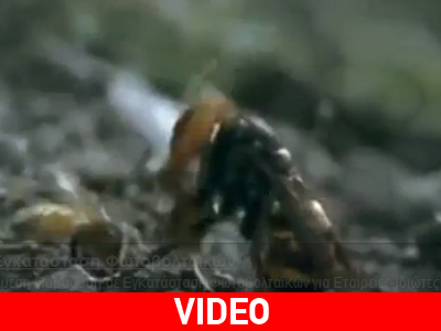 300 σφήκες εναντίον 30.000 μελισσών