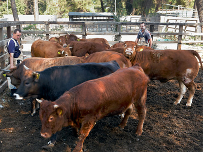 Αρκούδα έφαγε μοσχάρια στην Ημαθία