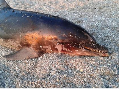 Δελφίνι σε αποσύνθεση σε ακτή του Βόλου