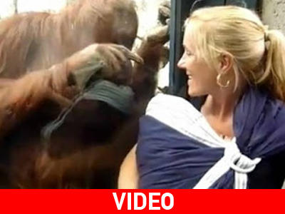 Ο Ουρακοτάγκος ήθελε να δει το μωρό