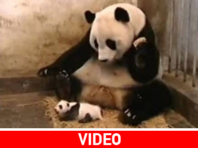 Αξιολάτρευτο panda τρομάζει τη μητέρα του