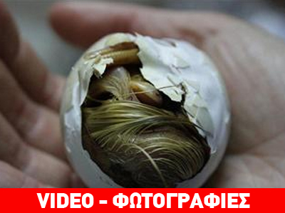 Ιρλανδία: Η μαγική στιγμή της εκκόλαψης για ένα παπάκι