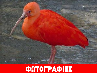 Ο κόκκινος πελαργός, το πτηνό που μεταμορφώνεται