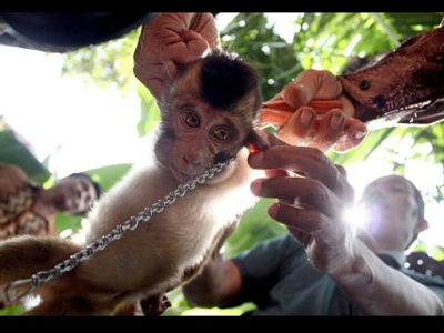 Ινδονησία: Βάζουν ζωάκια να δουλεύουν μέχρι θανάτου