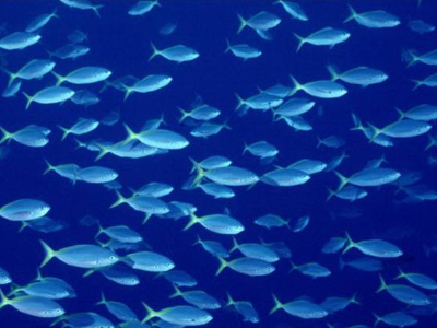 Μειώθηκαν κατά 80% τα ψάρια στις ελληνικές θάλασσες Μειώθηκαν κατά 80% τα ψάρια στις ελληνικές θάλασσες