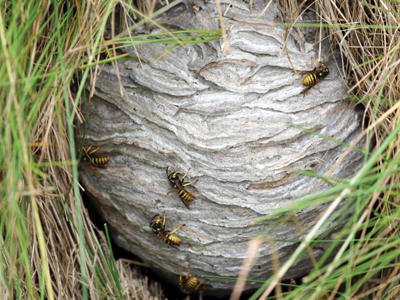 Πέθανε κάνοντας σεξ με σφηκοφωλιά Πέθανε κάνοντας σεξ με σφηκοφωλιά