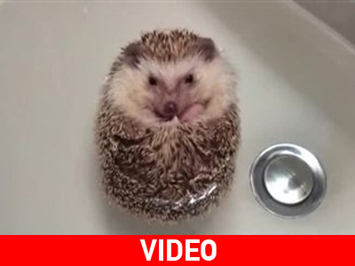 Σκαντζόχοιρος παίρνει το μπάνιο του