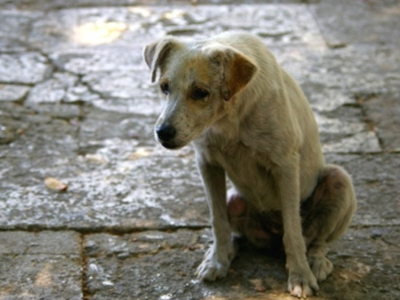 Λακωνία: Κακοποίησαν σκυλιά μέχρι θανάτου