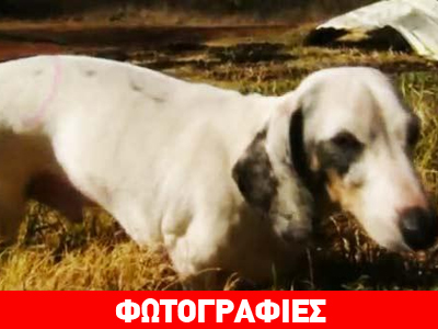Η ανάπηρη σκυλίτσα από την Οκλαχόμα έσωσε ολόκληρη οικογένεια
