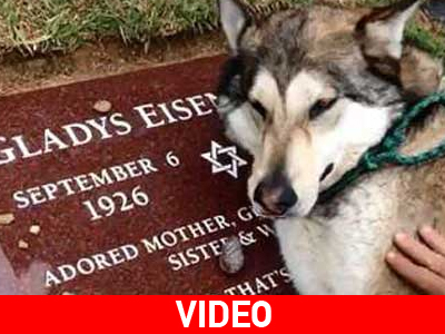 Δάκρυα για το θάνατο του αφεντικού του