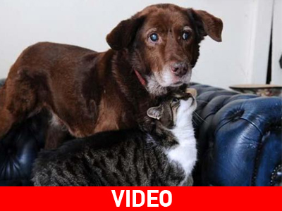 Σκύλος δανείζεται τα μάτια γάτας