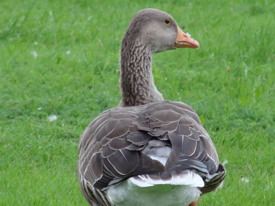Έβαλαν δαχτυλίδια στις σταχτόχηνες για να μελετήσουν το είδος