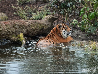 Εξέπνευσε μετά την επίθεση από τίγρη