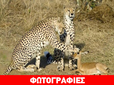 Κένυα: Τσιτάχ χαϊδεύουν αντιλόπη για να την φάνε