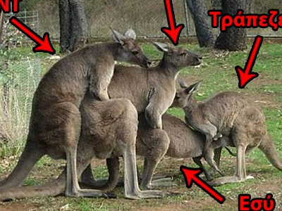 Όταν η Αυστραλία έστειλε τα καγκουρό της στην Ελλάδα…