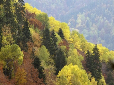 WWF: Απώλεια 6 εκατ. στρεμμάτων φυσικών εκτάσεων σε μια εικοσαετία