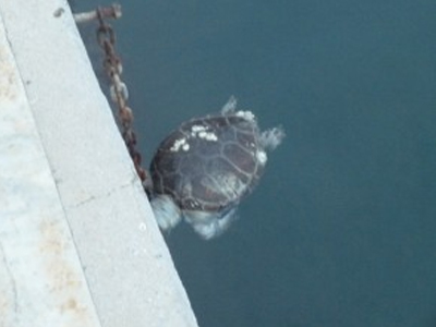 Νεκρή καρέτα – καρέτα στο λιμάνι του Βόλου