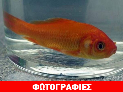 Γαλλία: Έπιασε χρυσόψαρο βάρους 13,5 κιλών αλλά το απελευθέρωσε Γαλλία: Έπιασε χρυσόψαρο βάρους 13,5 κιλών αλλά το απελευθέρωσε