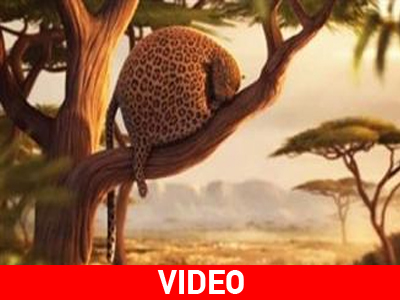 Αν τα ζώα έτρωγαν fast – food…