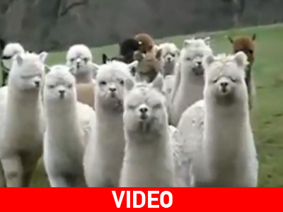 Όταν τα ζώα «παρενοχλούν» τους ανθρώπους