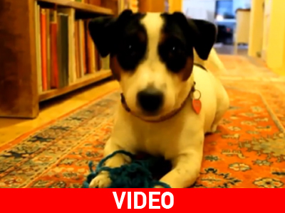 Όταν τα ζώα φτερνίζονται προκαλούν… γέλια