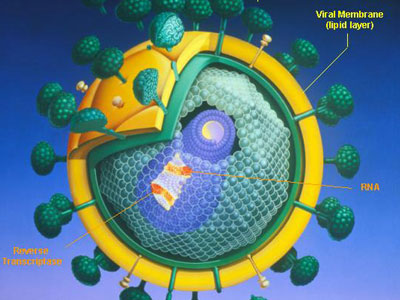 Βρέθηκε νέο στέλεχος του ιού HIV-1 του AIDS με προέλευση τους γορίλες