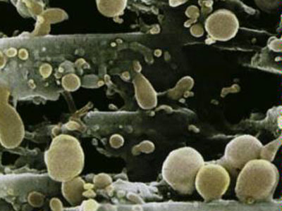 Ζουν μέσα μας!