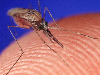 Όλα όσα πρέπει να ξέρετε για τον «ιό του Δυτικού Νείλου»