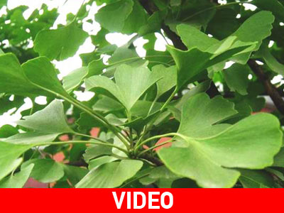 Επικίνδυνη η χρήση βοτάνου για τους επιληπτικούς