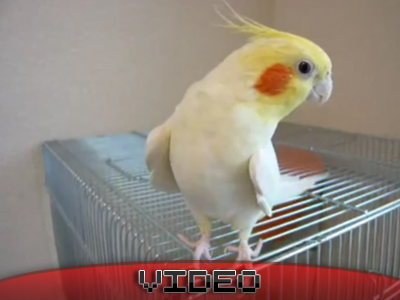 Παπαγάλος λάτρης της μουσικής των Games!