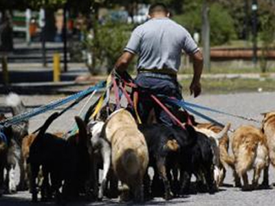Σκοτώνουν τα σκυλιά όσων δεν πληρώνουν φόρο γι’ αυτά…