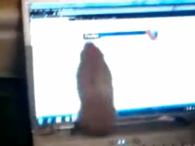 Το χοροπηδηχτούλι χαμστεράκι