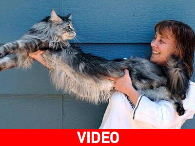 Η μακρύτερη γάτα στον κόσμο