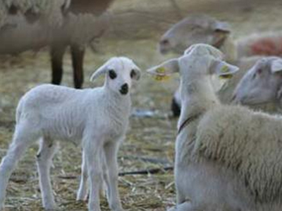 Βουλγαρία: μέτρα για τον περιορισμό του αφθώδους πυρετού