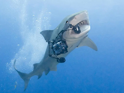 Ο καρχαρίας… φωτογράφος Ο καρχαρίας… φωτογράφος