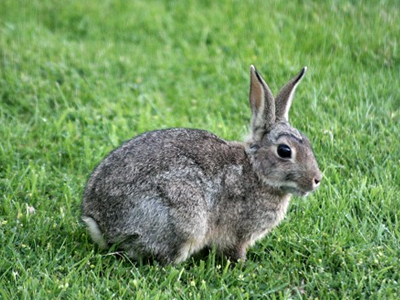 O Πάγκαλος και ο λαγός