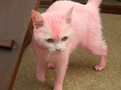 Νιάου, νιάου, βρε γατούλα, με τη ροζ… ουπς! Νιάου, νιάου, βρε γατούλα, με τη ροζ… ουπς!