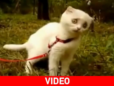 Τι είδε το γατάκι;