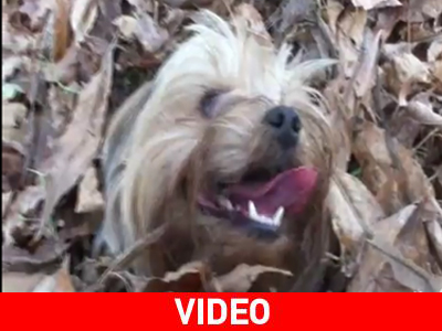 Τι κάνει ένα Yorkshire Terrier τόσο χαρούμενο;